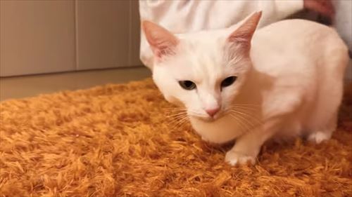 ママへの愛が爆発した猫