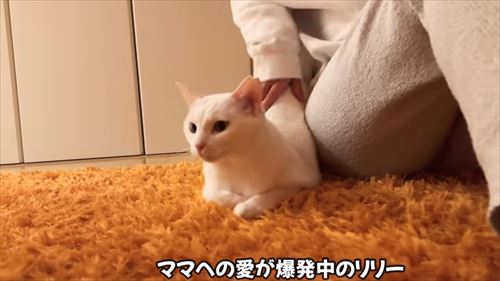 ママへの愛が爆発した猫