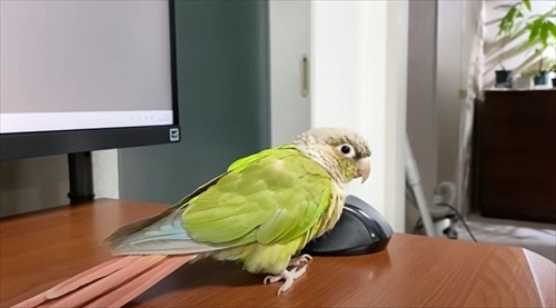 夜中に踊るインコ