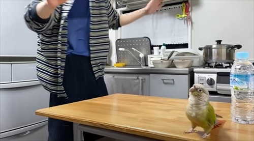 夜中に踊るインコ