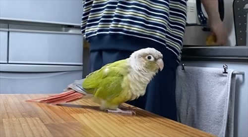 夜中に踊るインコ
