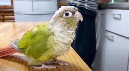 夜中に踊るインコ