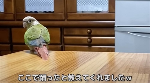 夜中に踊るインコ