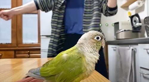 夜中に踊るインコ