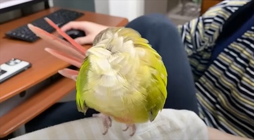 夜中に踊るインコ