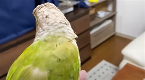 夜中に踊るインコ