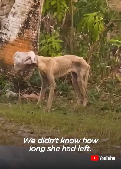 容器がはまったワンコ