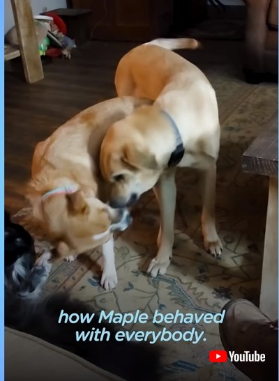 同居犬と仲良しになった犬