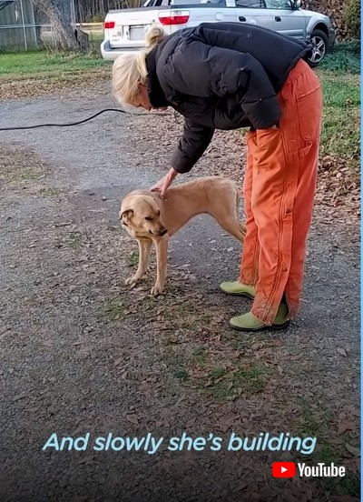 里親と元の野良犬