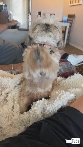 「Little Doggy Is So Excited to Go Home || ViralHog」