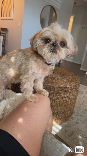 「Little Doggy Is So Excited to Go Home || ViralHog」