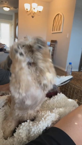 「Little Doggy Is So Excited to Go Home || ViralHog」