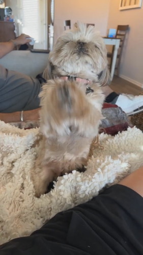 「Little Doggy Is So Excited to Go Home || ViralHog」