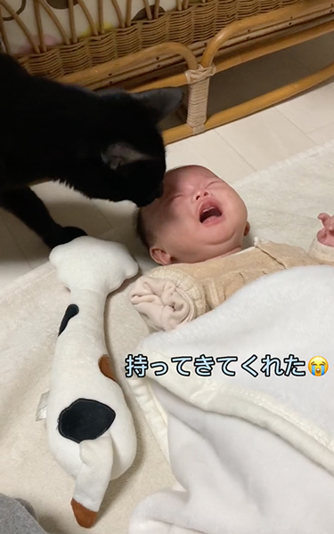 お気に入りのおもちゃをあげる猫