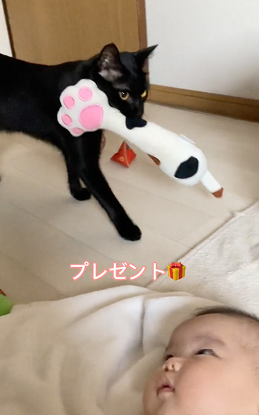 お気に入りのおもちゃをあげる猫