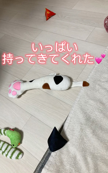 お気に入りのおもちゃをあげる猫