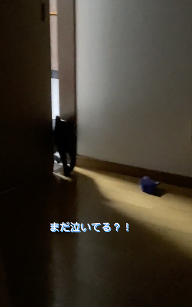 赤ちゃんの夜泣きに駆け付ける猫