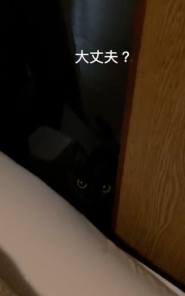 赤ちゃんの夜泣きに駆け付ける猫