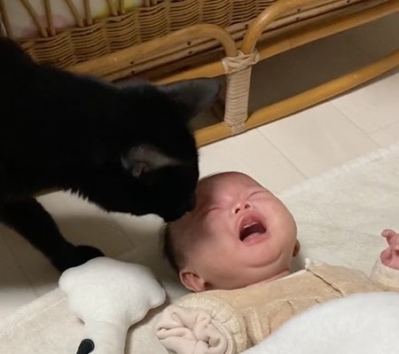 お気に入りのおもちゃをあげる猫