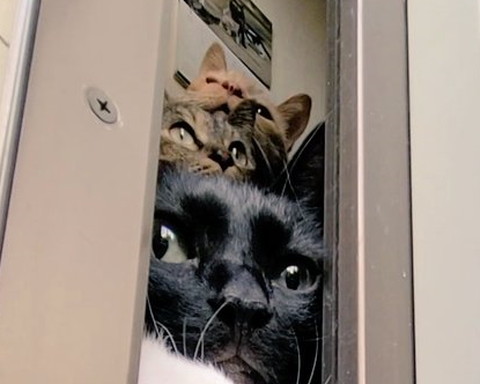 3段重ね猫