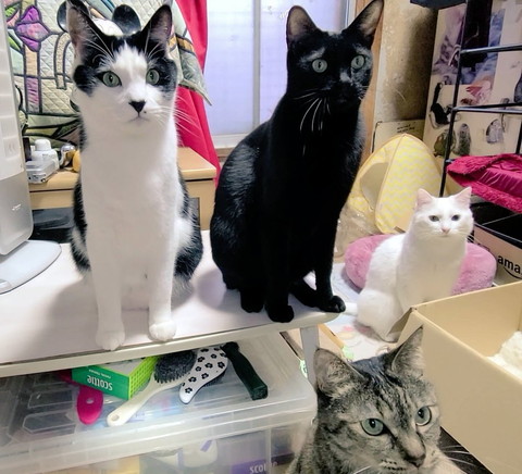 猫ちゃん4匹