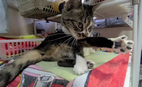 足のばして毛づくろい猫