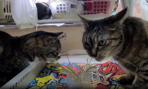 猫草食べる猫2匹