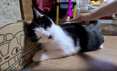 ブラッシングされる猫