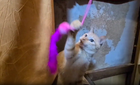 猫じゃらしで遊んでる猫