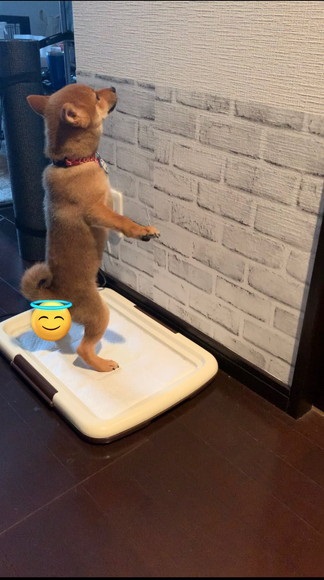 柴犬