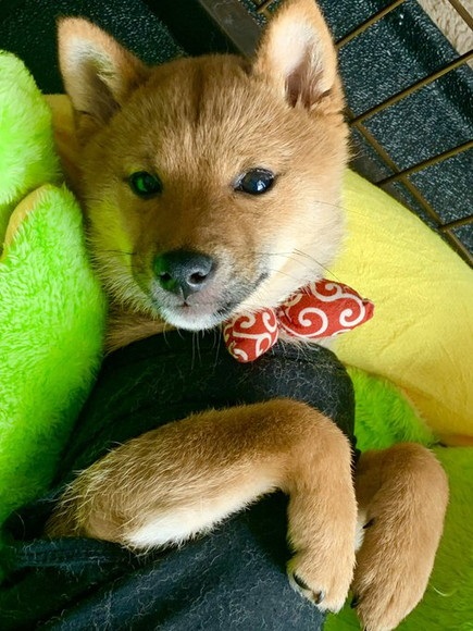 洋服着て寝転んでる子犬