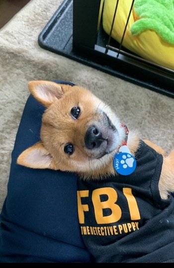 膝の上で振り返る子犬