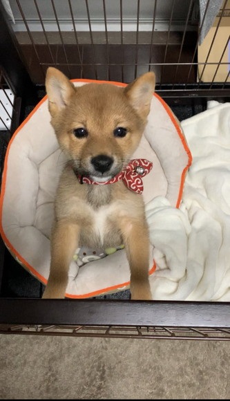 バンダナつけて立ってる子犬