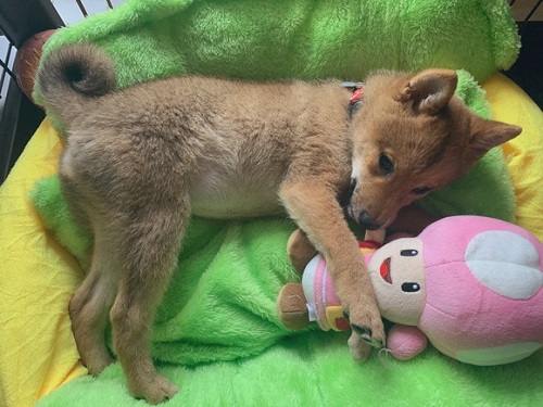 ぬいぐるみと寝てる子犬