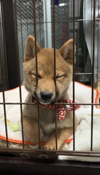 ケージに顔挟んでる子犬