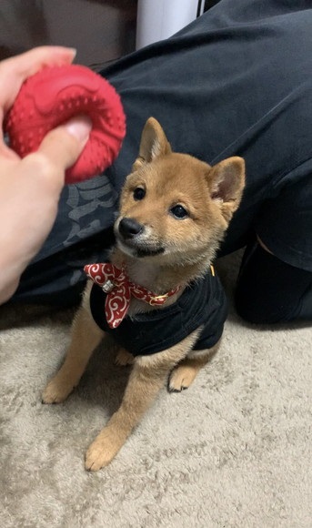 ボール見てる子犬