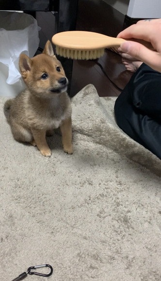 ブラシ見てる子犬