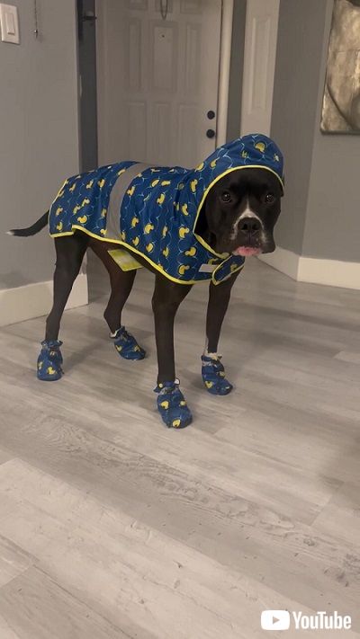 レインウェアを着る犬