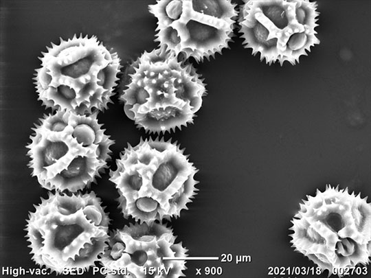 セイヨウタンポポの花粉