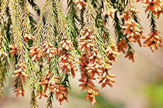 スギの雄花