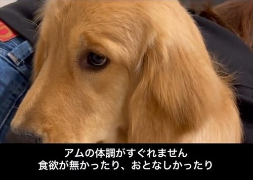 息子が愛犬の面倒をみる理由