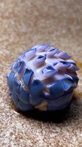 寿司 てまり寿司 創作料理