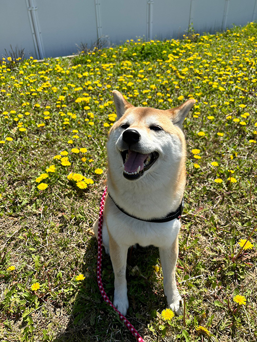 タンポポと花火ちゃん
