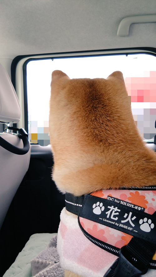 花火ちゃん後頭部