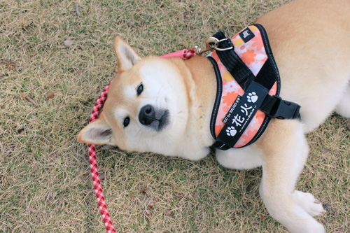 ごろんする花火ちゃん