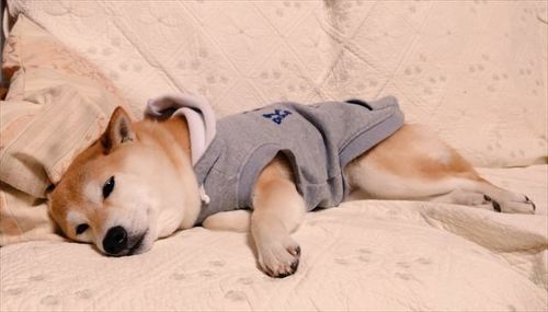 ごろんする花火ちゃん