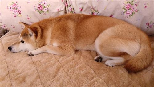 ごろんする花火ちゃん