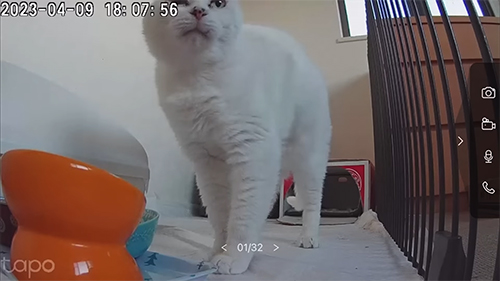 ペットカメラのシロさん