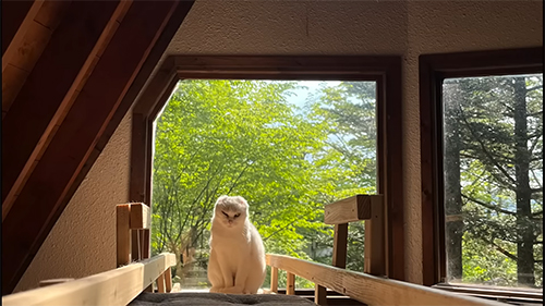 山小屋のシロさん