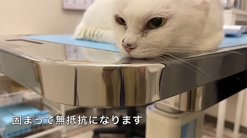 診察台の上のシロさん